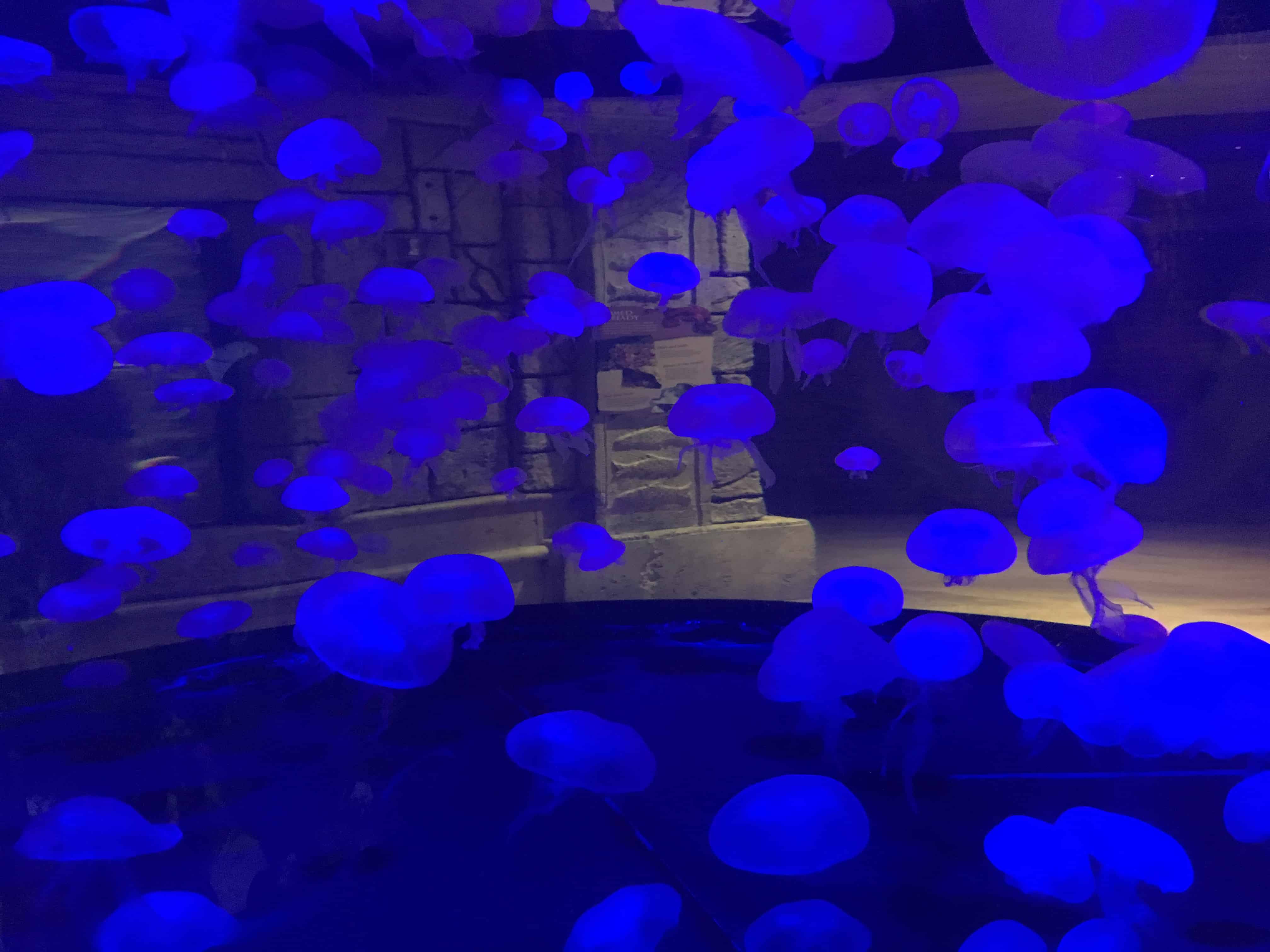 Jellyfish at Shark Reef Aquarium at Mandalay Bay, Las Vegas, Nevada