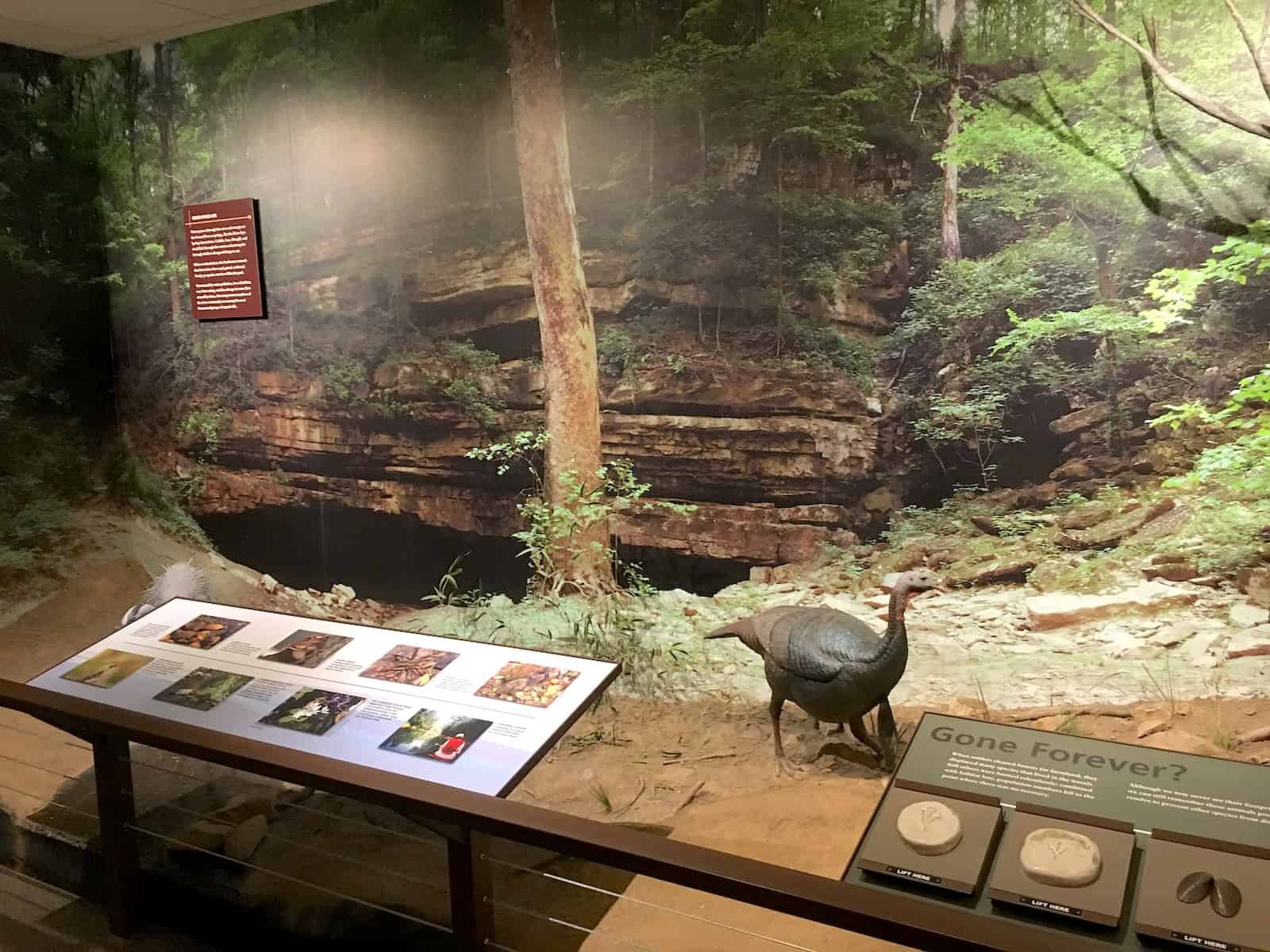 Wildlife exhibit at the museum at Mammoth Cave National Park in Kentucky