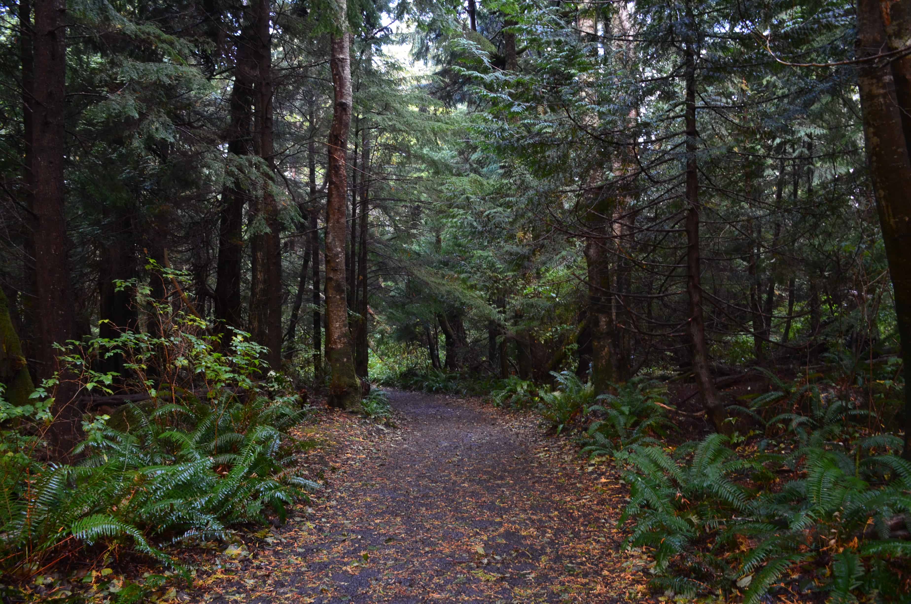 Cape Flattery Trail on the Makah Reservation in Washington