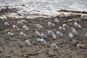 Seagulls on First Beach in La Push, Washington