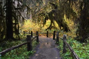 Hall of Mosses Trail at Hoh Rain Forest in Olympic National Park, Washington