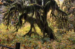 Tree covered in moss on the Hall of Mosses Trail at Hoh Rain Forest in Olympic National Park, Washington