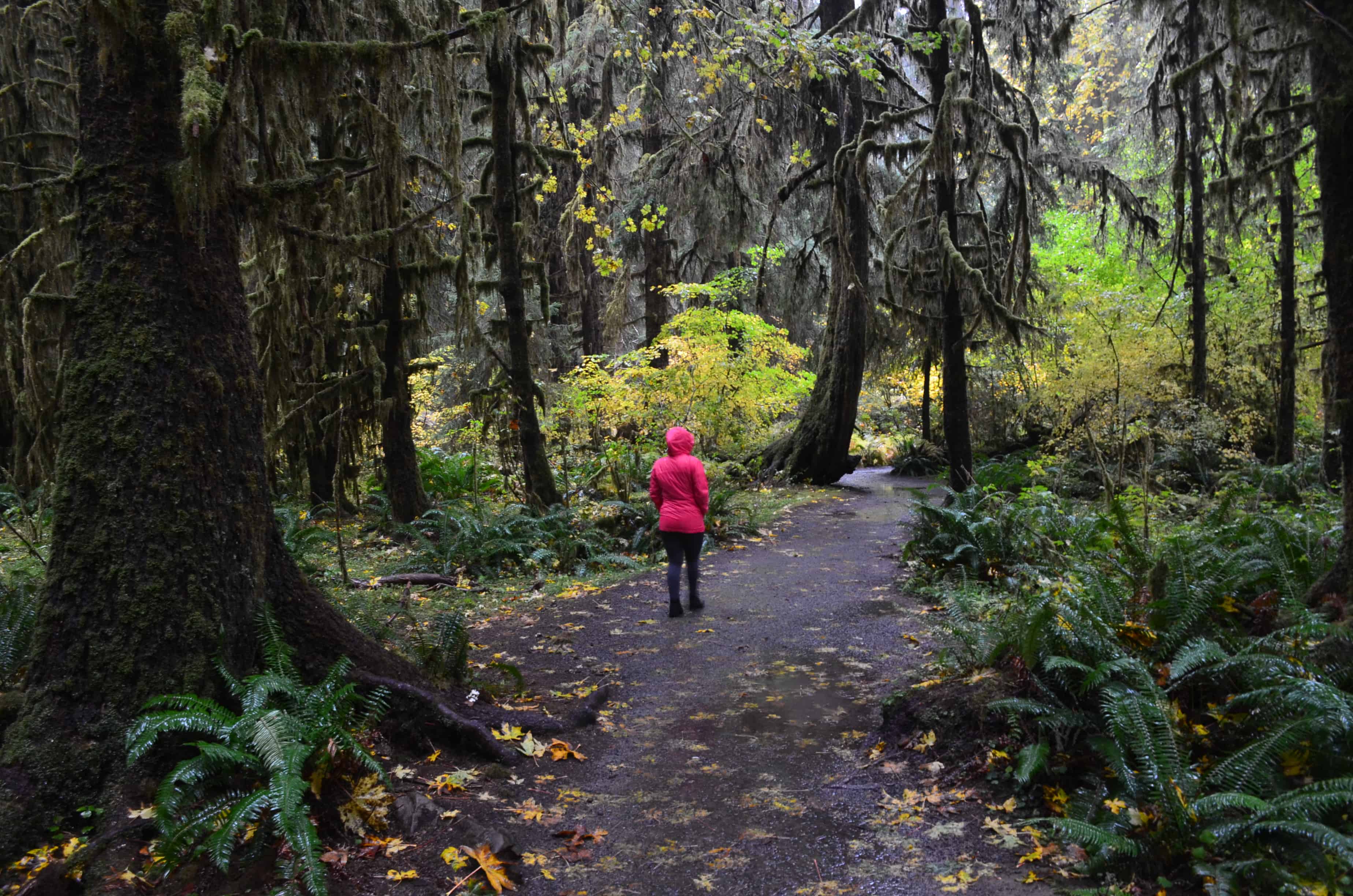 Walking through the Hoh Rain Forest at Olympic National Park in Washington
