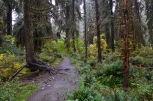 Spruce Nature Trail at Hoh Rain Forest in Olympic National Park, Washington