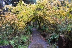 Spruce Nature Trail at Hoh Rain Forest in Olympic National Park, Washington