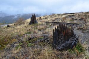 Charred stumps at Mount St. Helens National Volcanic Monument in Washington