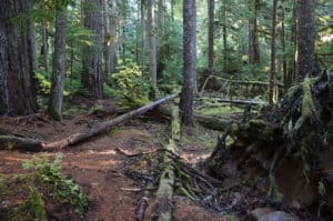 Twin Firs Trail in Mount Rainier National Park, Washington