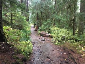 Sol Duc Trail in Sol Duc Valley, Olympic National Park, Washington