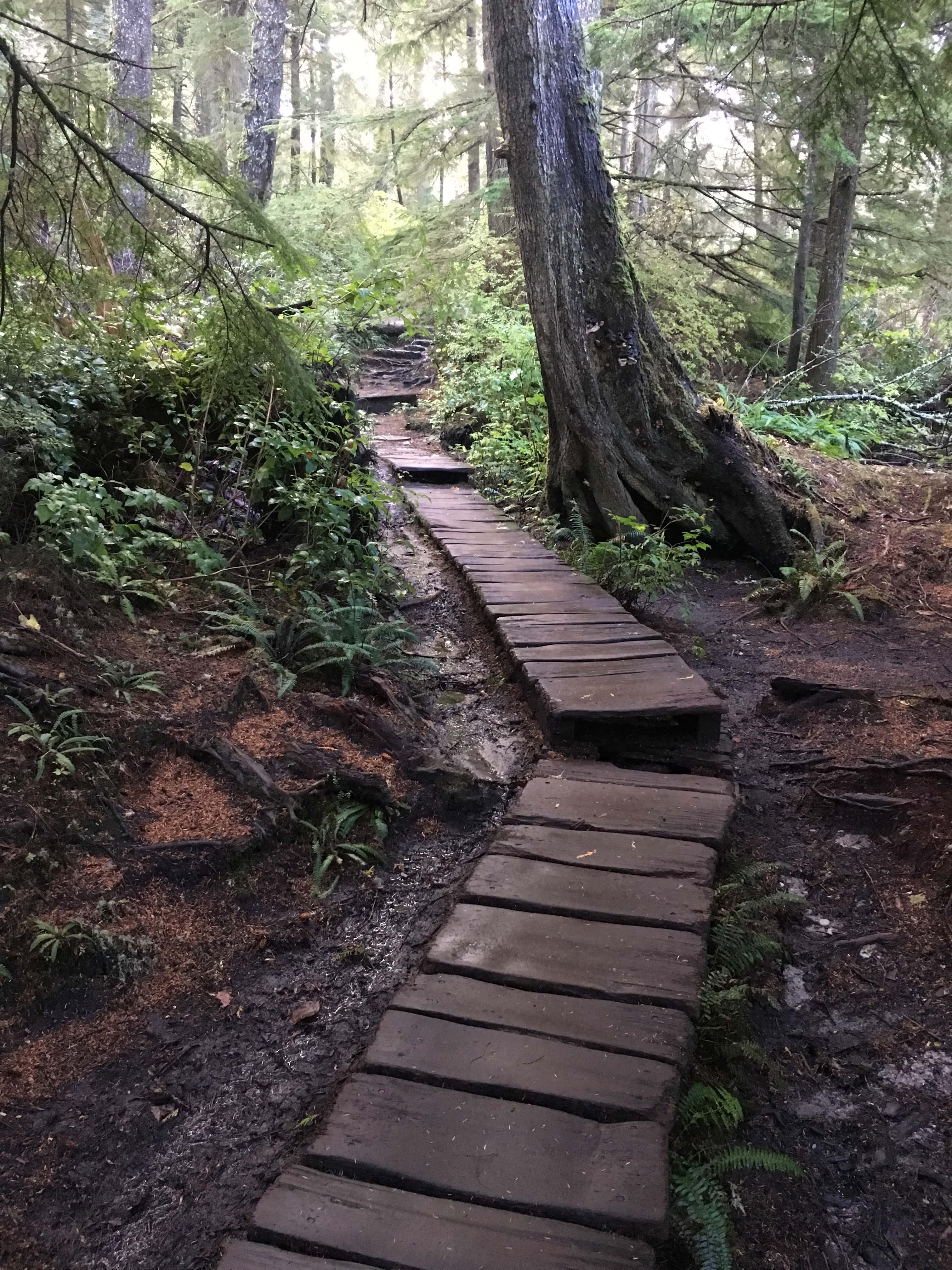 Cape Flattery Trail on the Makah Reservation in Washington