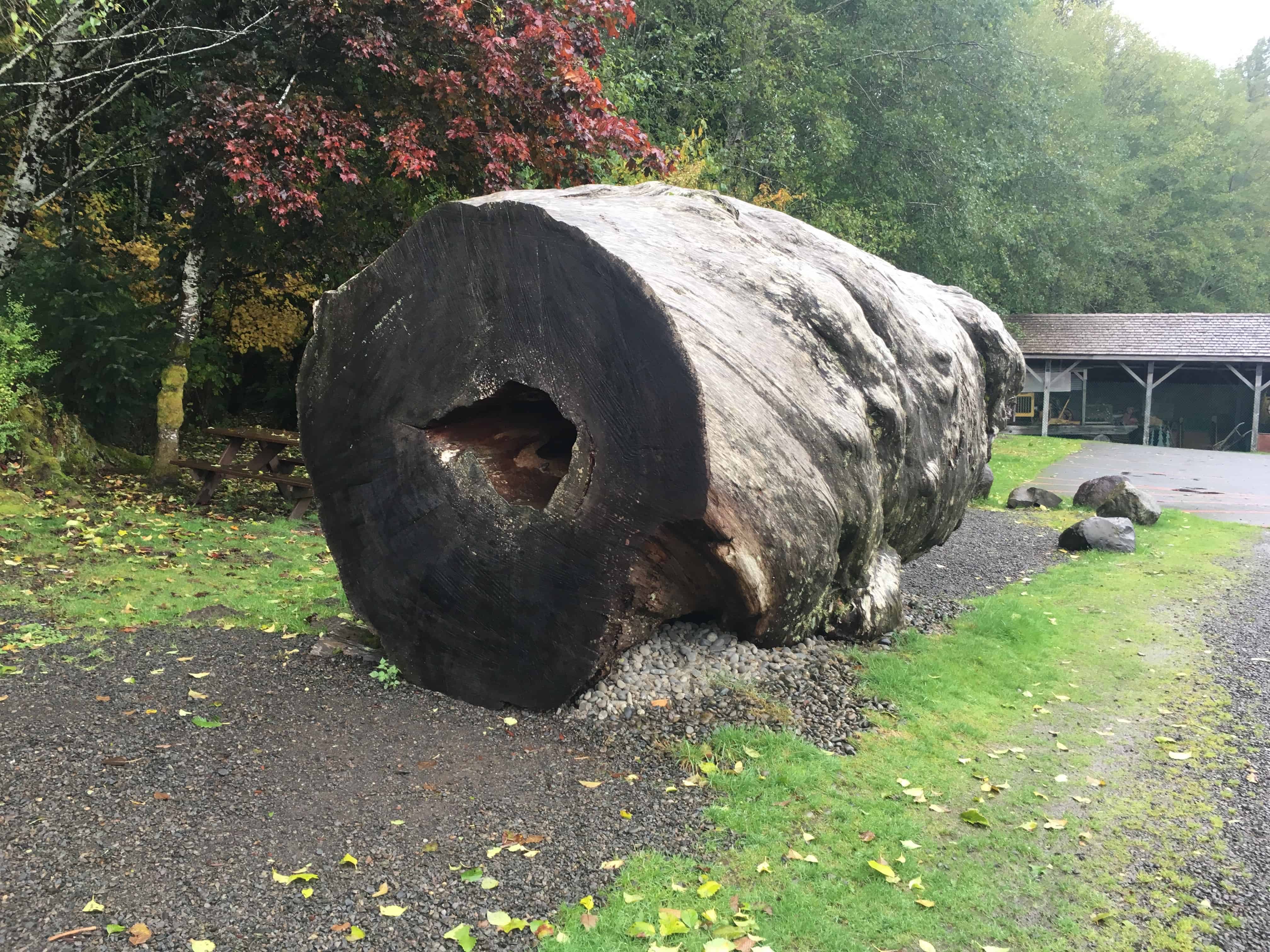 Hollowed out log at the Forks Timber Museum in Forks, Washington