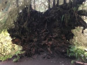Uprooted tree on the Spruce Nature Trail at Hoh Rain Forest in Olympic National Park, Washington