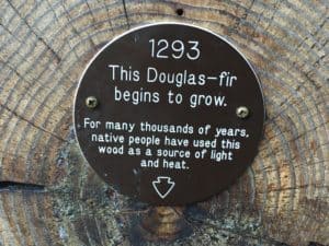 Douglas fir at Longmire Historic District in Mount Rainier National Park, Washington