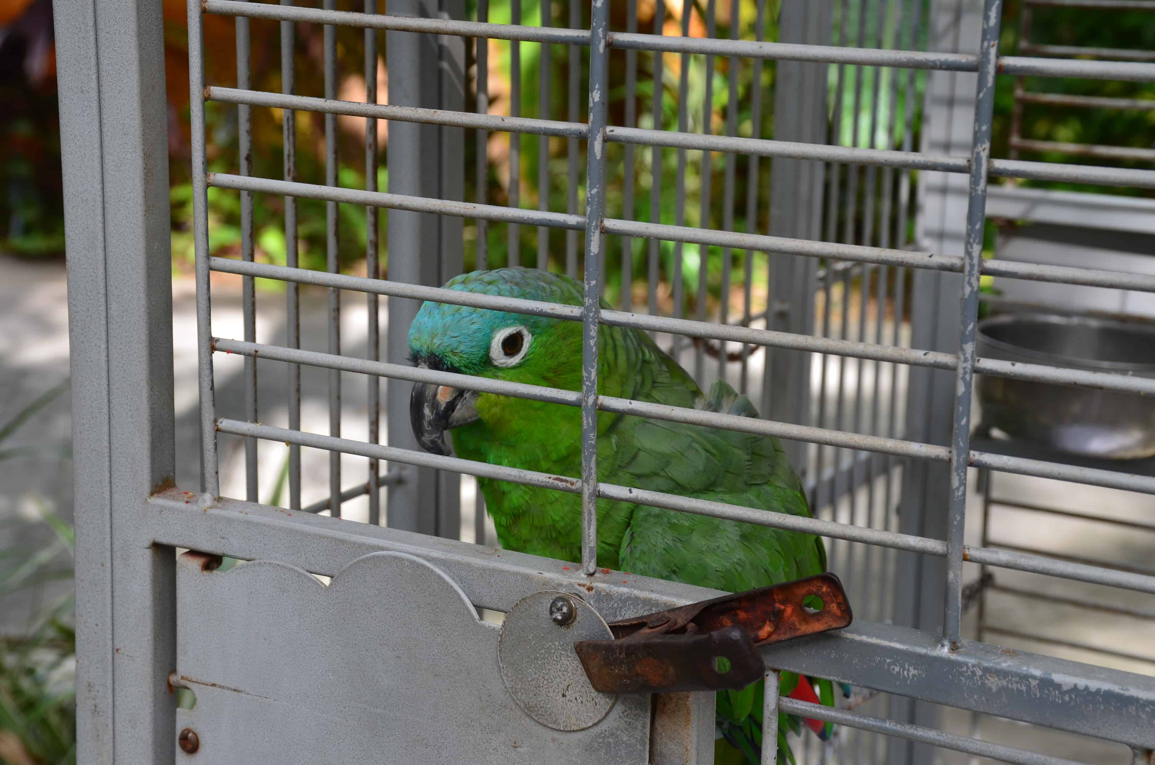 Parrot at the Sunken Gardens in St. Petersburg, Florida