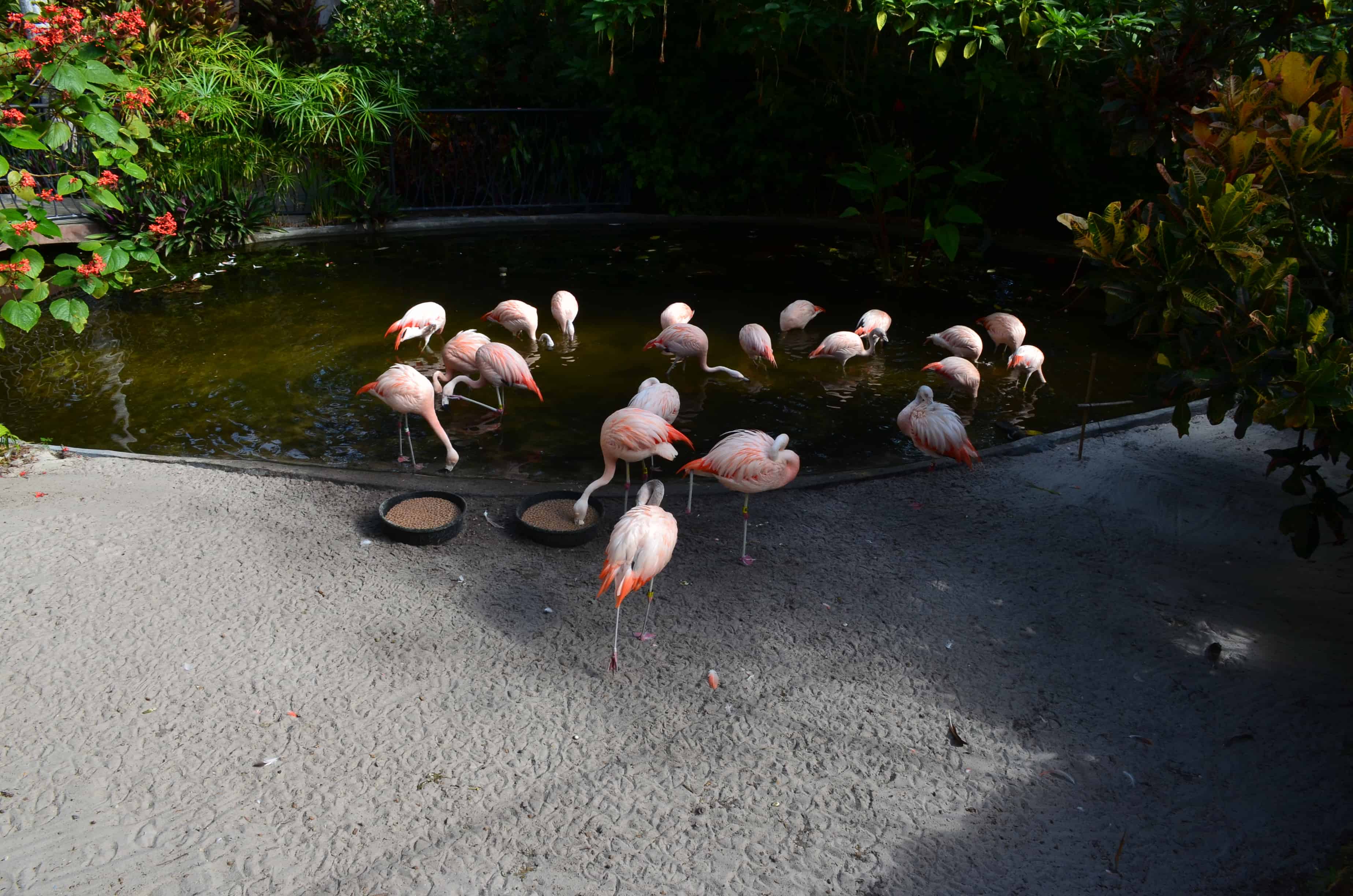 Flamingos at the Sunken Gardens in St. Petersburg, Florida