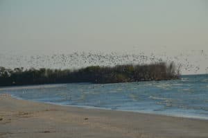 Migrating bird area at Fort De Soto Park in Florida