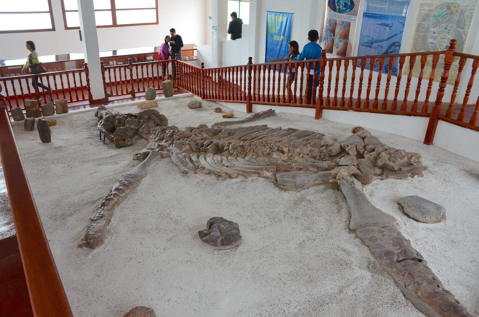 Kronosaurus at the Fossil Museum near Villa de Leyva, Boyacá, Colombia