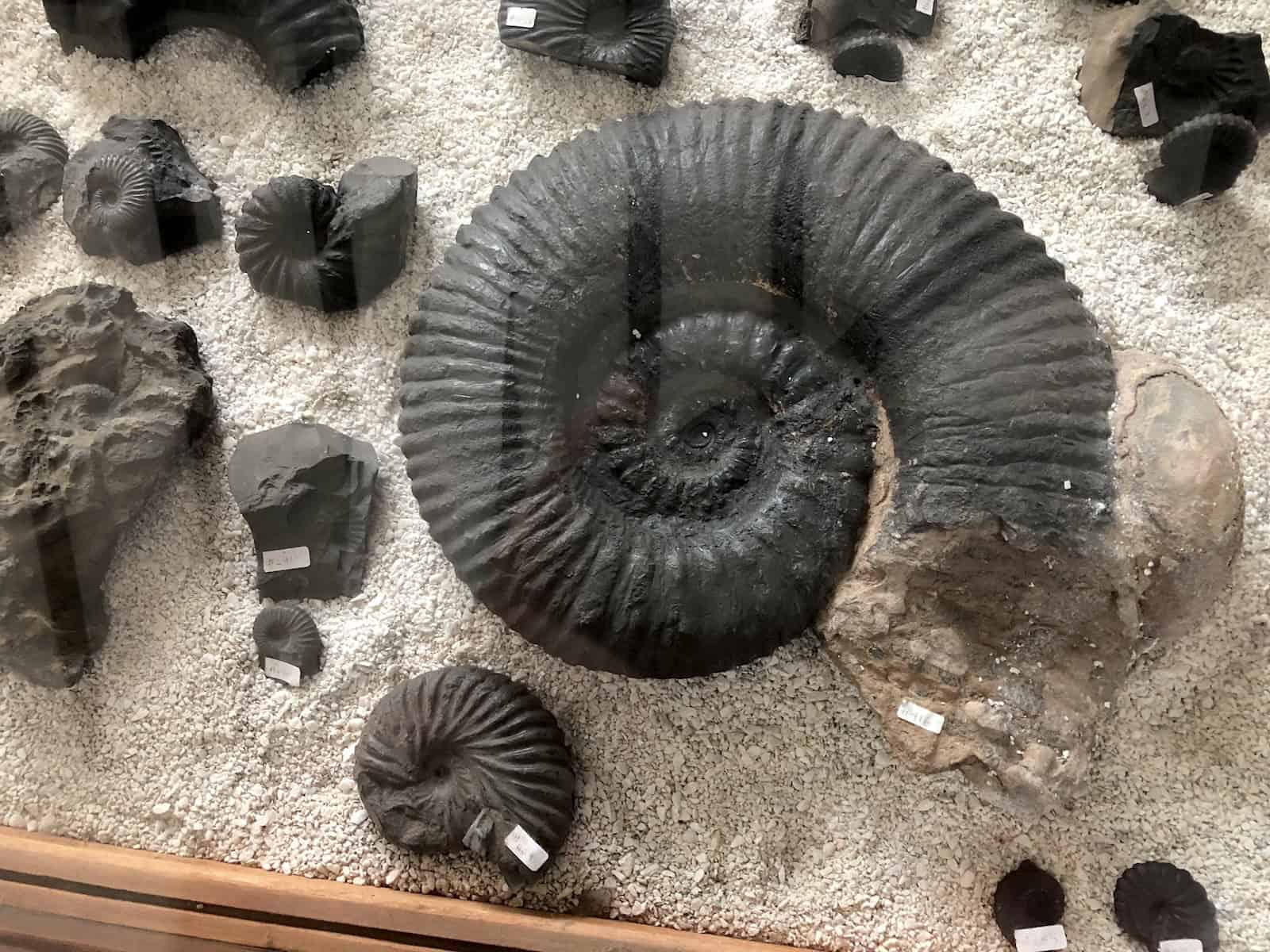 Shellfish at the Fossil Museum