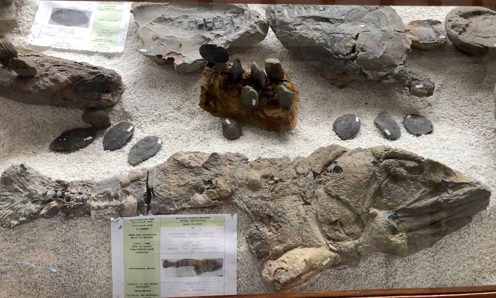 Fossilized fish and shellfish at the Fossil Museum