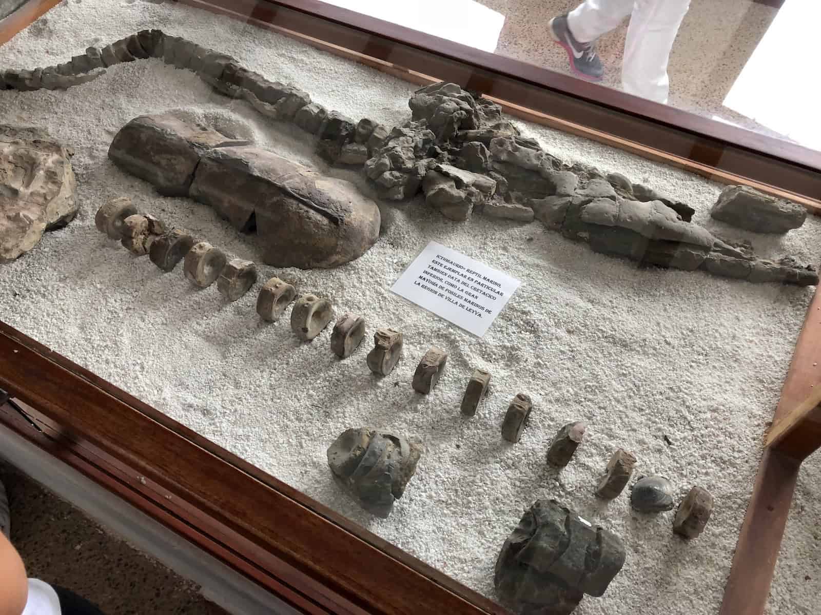 Ichthyosaur at the Fossil Museum