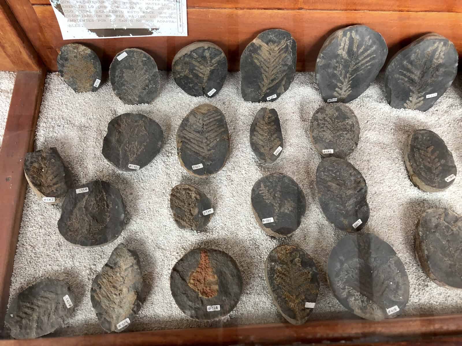 Fossilized plants at the Fossil Museum near Villa de Leyva, Boyacá, Colombia