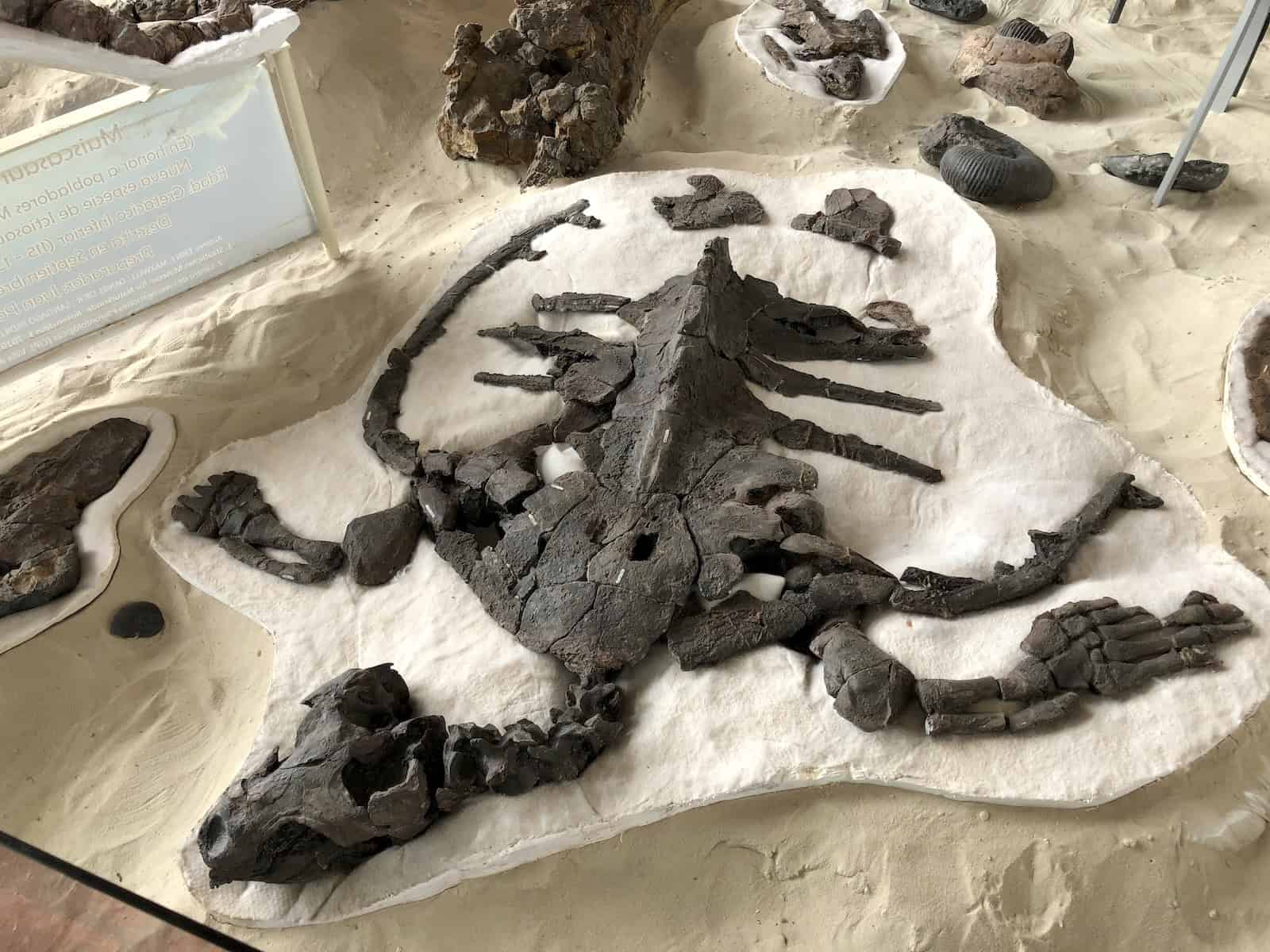 Sea turtle at the Paleontological Research Center near Villa de Leyva, Boyacá, Colombia