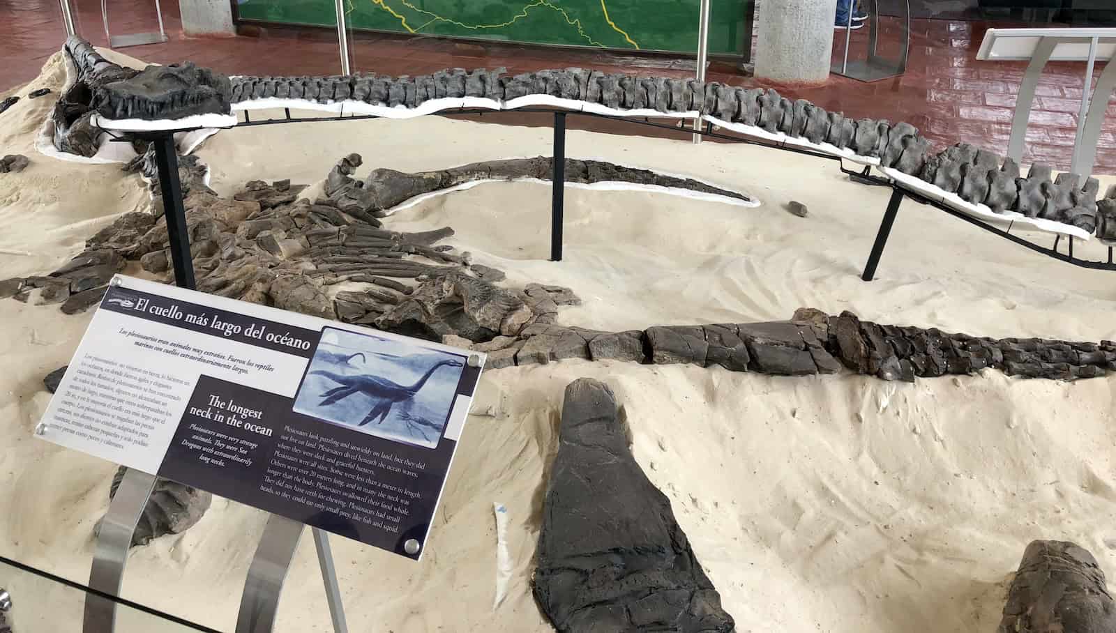 Plesiosaur at the Paleontological Research Center near Villa de Leyva, Boyacá, Colombia