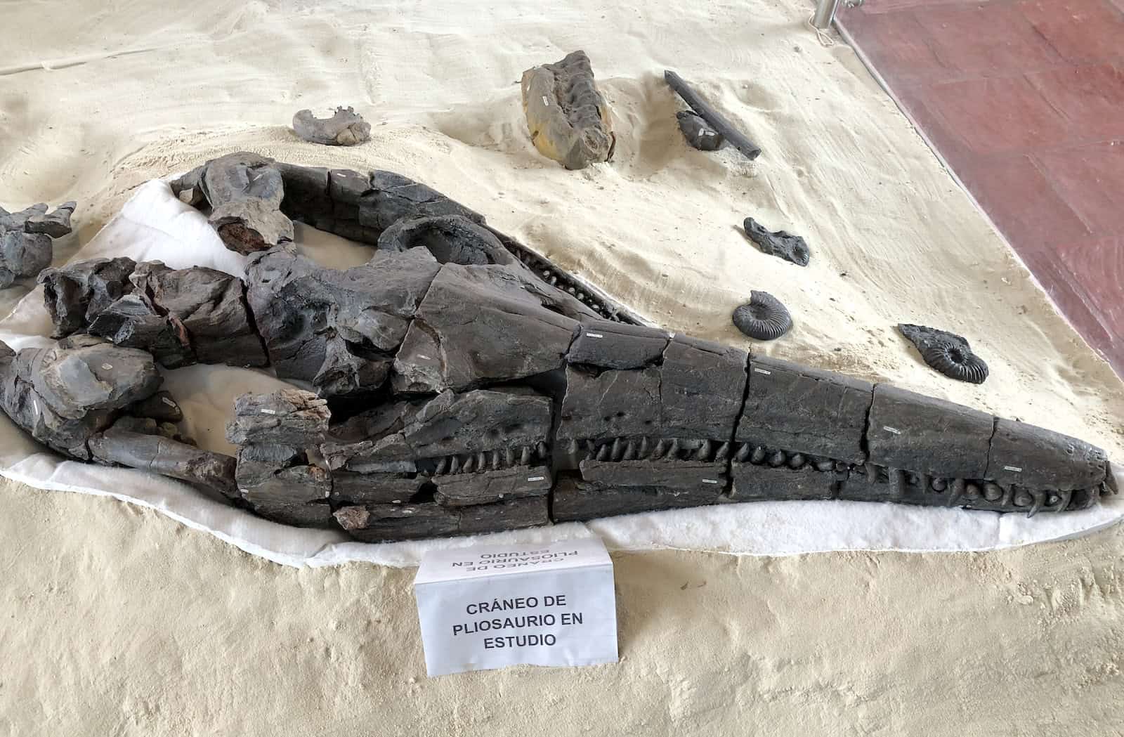 Plesiosaurus skull at the Paleontological Research Center near Villa de Leyva, Boyacá, Colombia