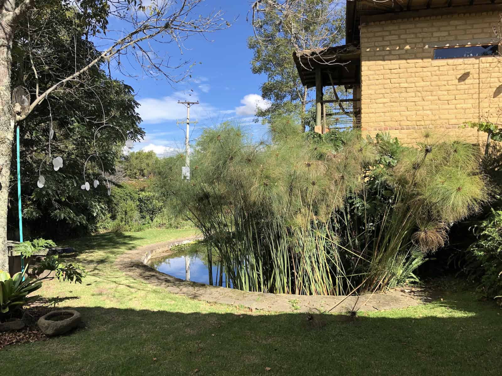 Pond with papyrus at Casa del Arte