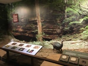 Wildlife exhibit at the museum at Mammoth Cave National Park in Kentucky