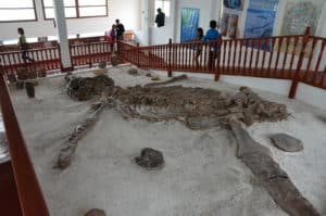 Kronosaurus at Museo El Fósil near Villa de Leyva, Boyacá, Colombia