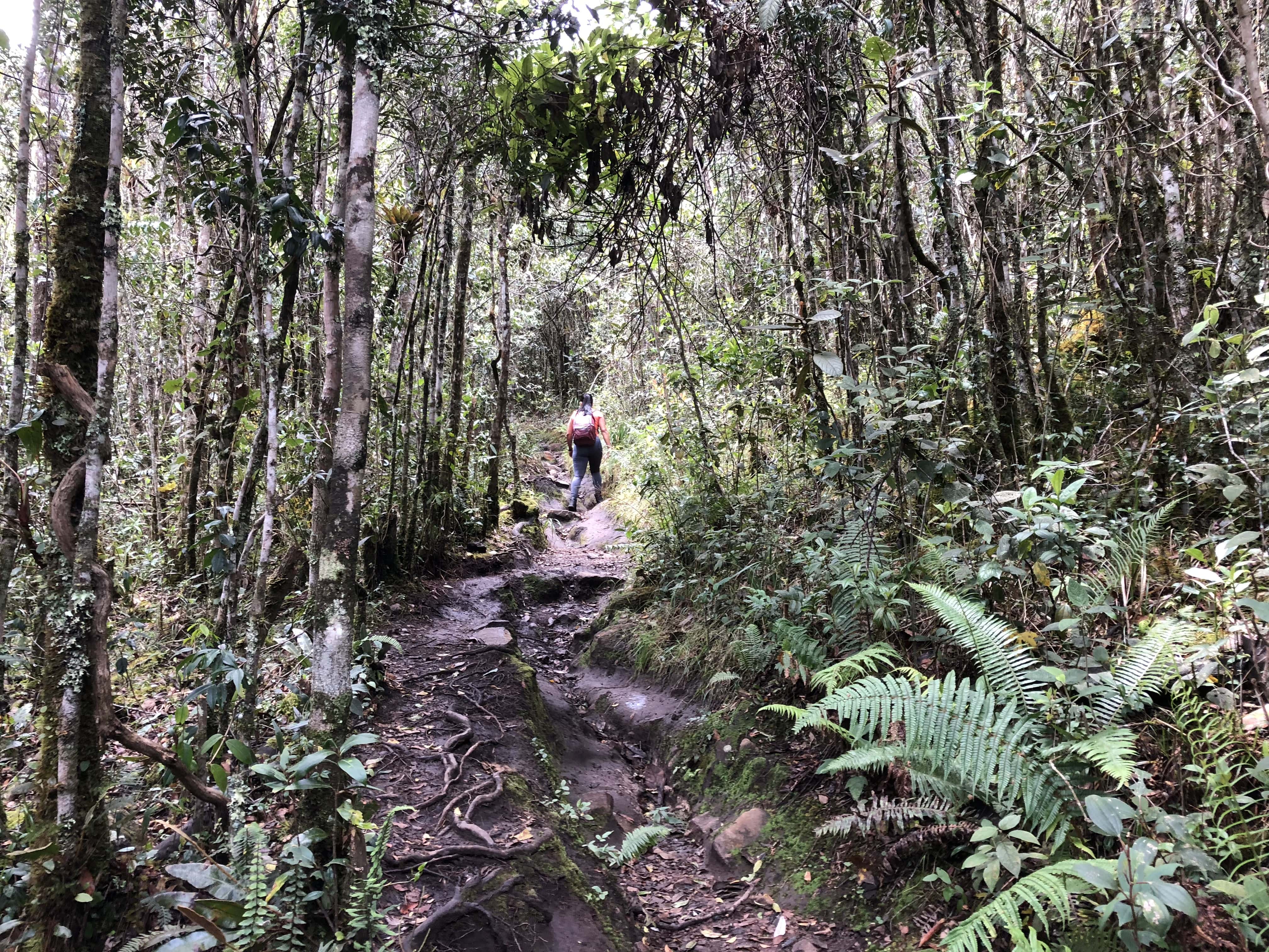 The trail at Iguaque Flora and Fauna Sanctuary near Villa de Leyva, Boyacá, Colombia