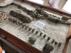 Ichthyosaur at Museo El Fósil near Villa de Leyva, Boyacá, Colombia