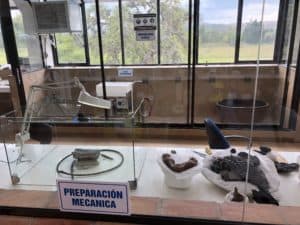 Fossil lab at Centro de Investigaciones Paleontológicas near Villa de Leyva, Boyacá, Colombia