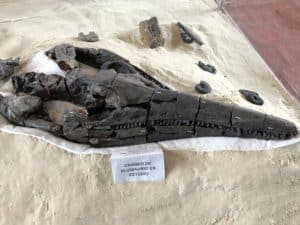 Plesiosaur at Centro de Investigaciones Paleontológicas near Villa de Leyva, Boyacá, Colombia