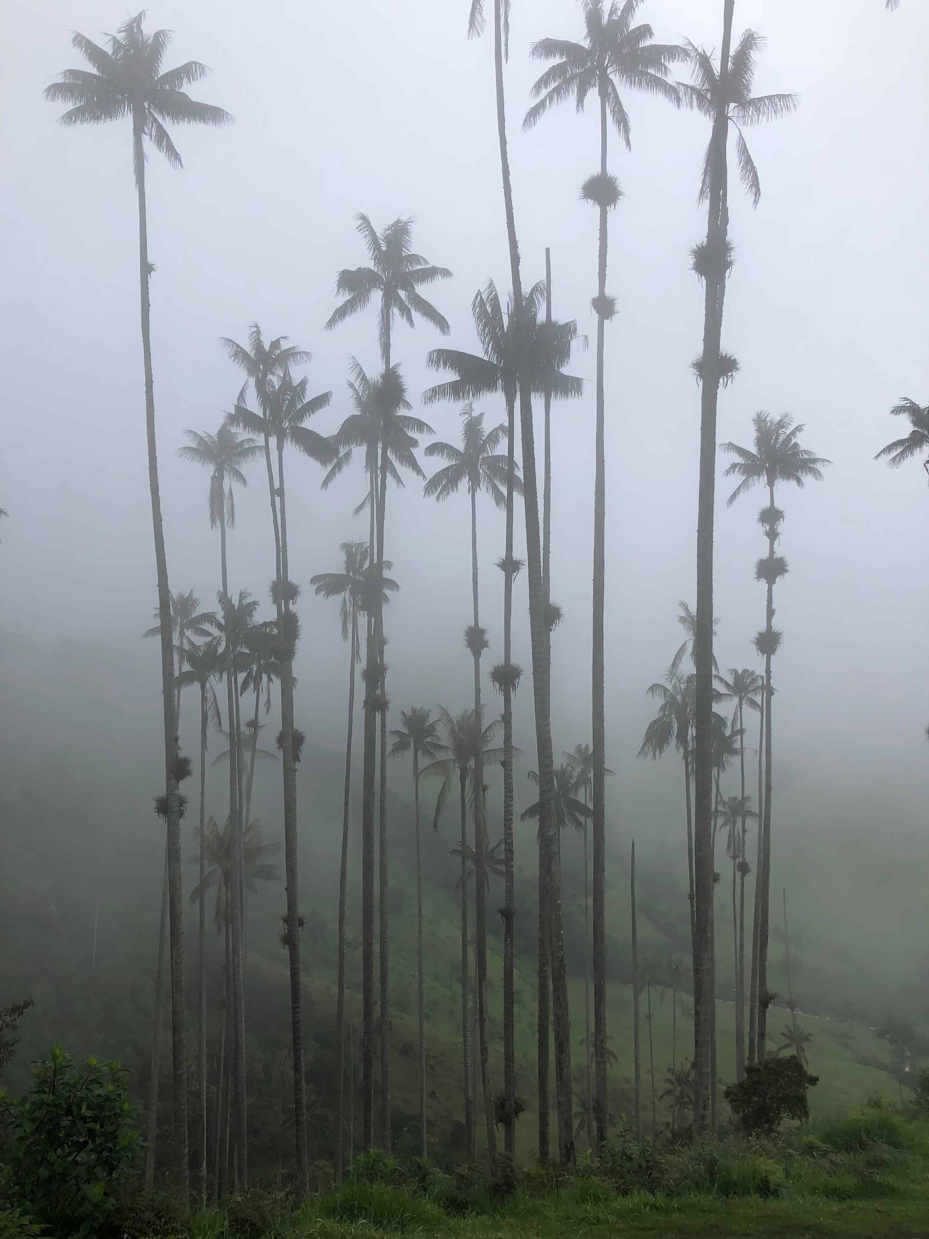 Wax palms on a cloudy day at Mirador #2 at Cocora Valley in Quindío, Colombia