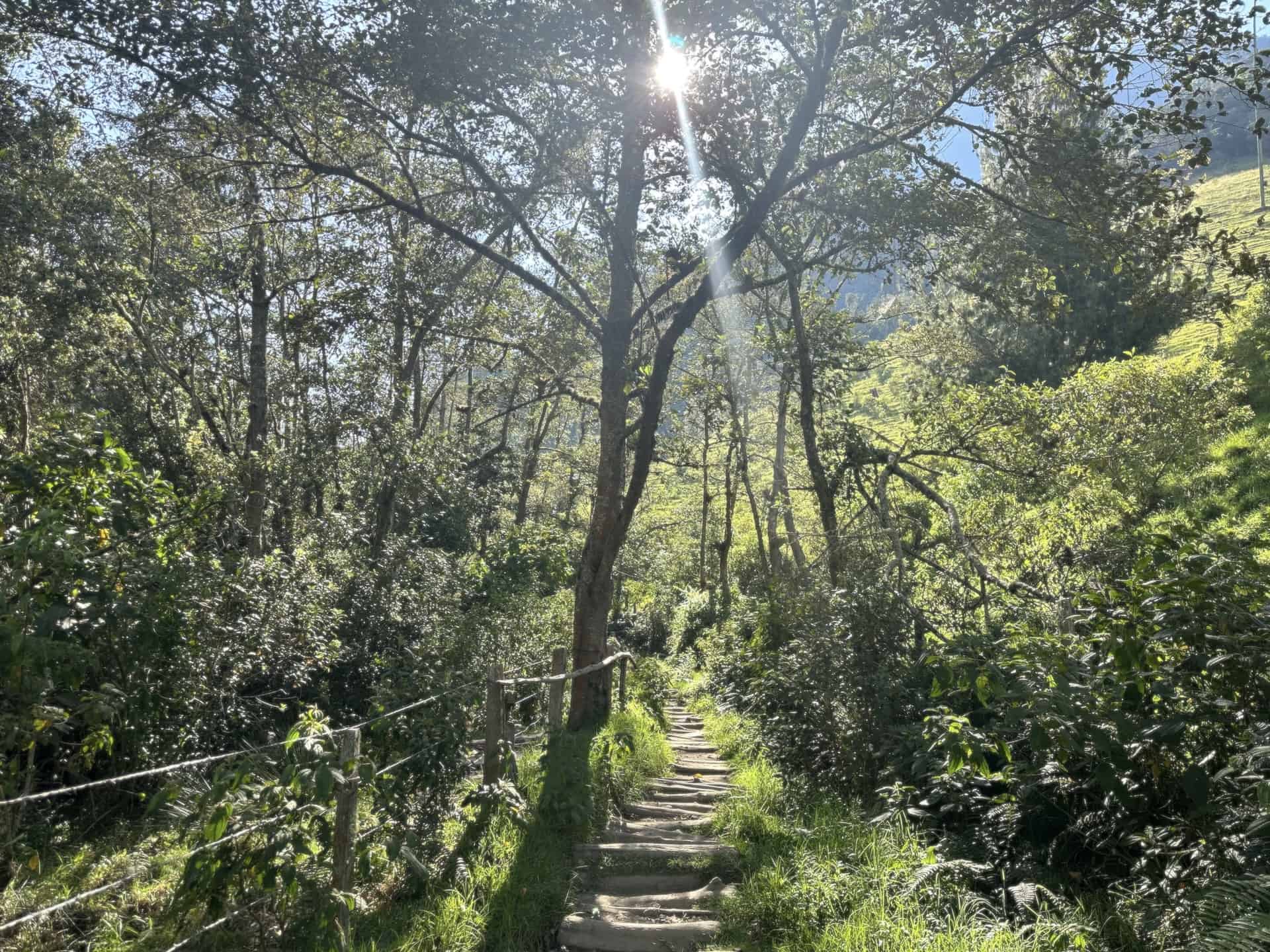 A shaded section of the trail at Finca El Portón