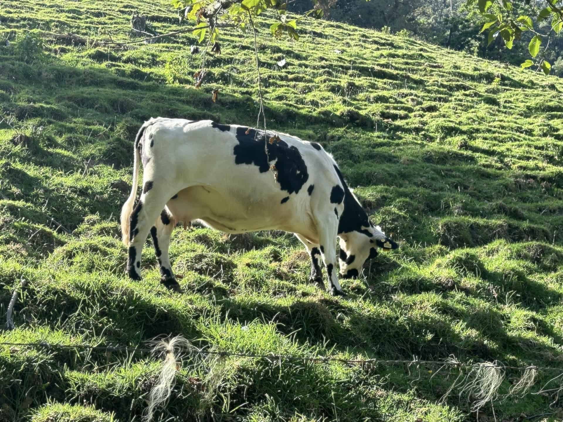 Cow at Finca El Portón