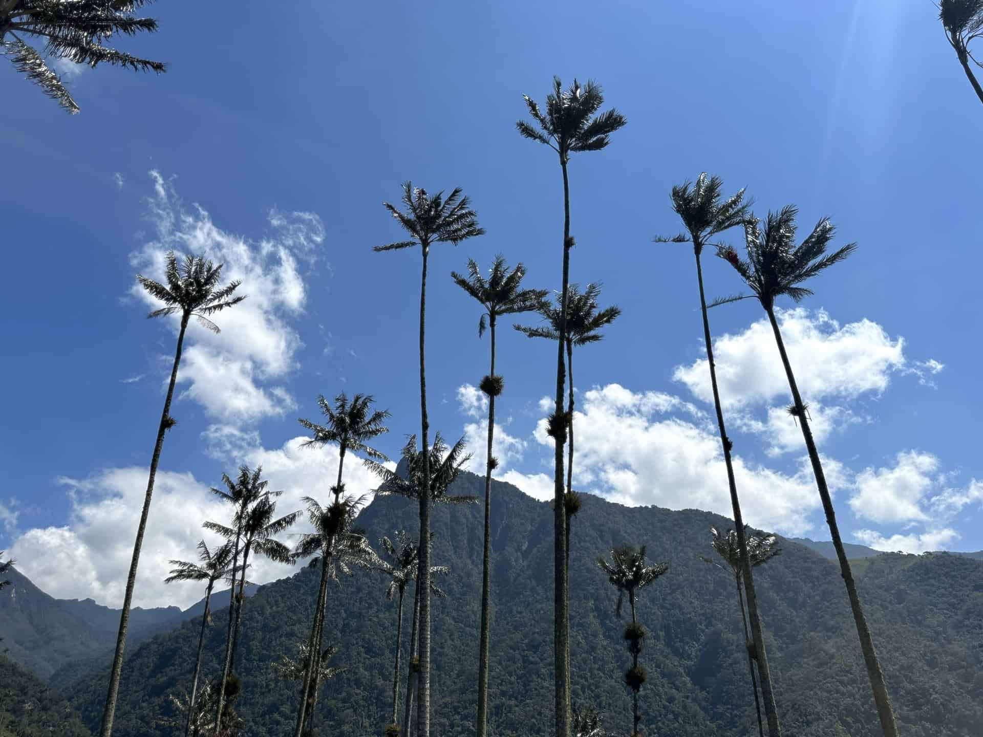 Looking up at the wax palms at Mirador #2 at Cocora Valley in Quindío, Colombia