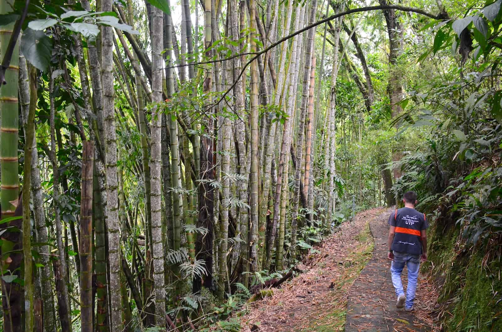 Guadua forest at UTP Botanical Garden in Pereira, Risaralda, Colombia