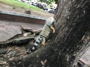 Iguana in La Dorada, Caldas, Colombia