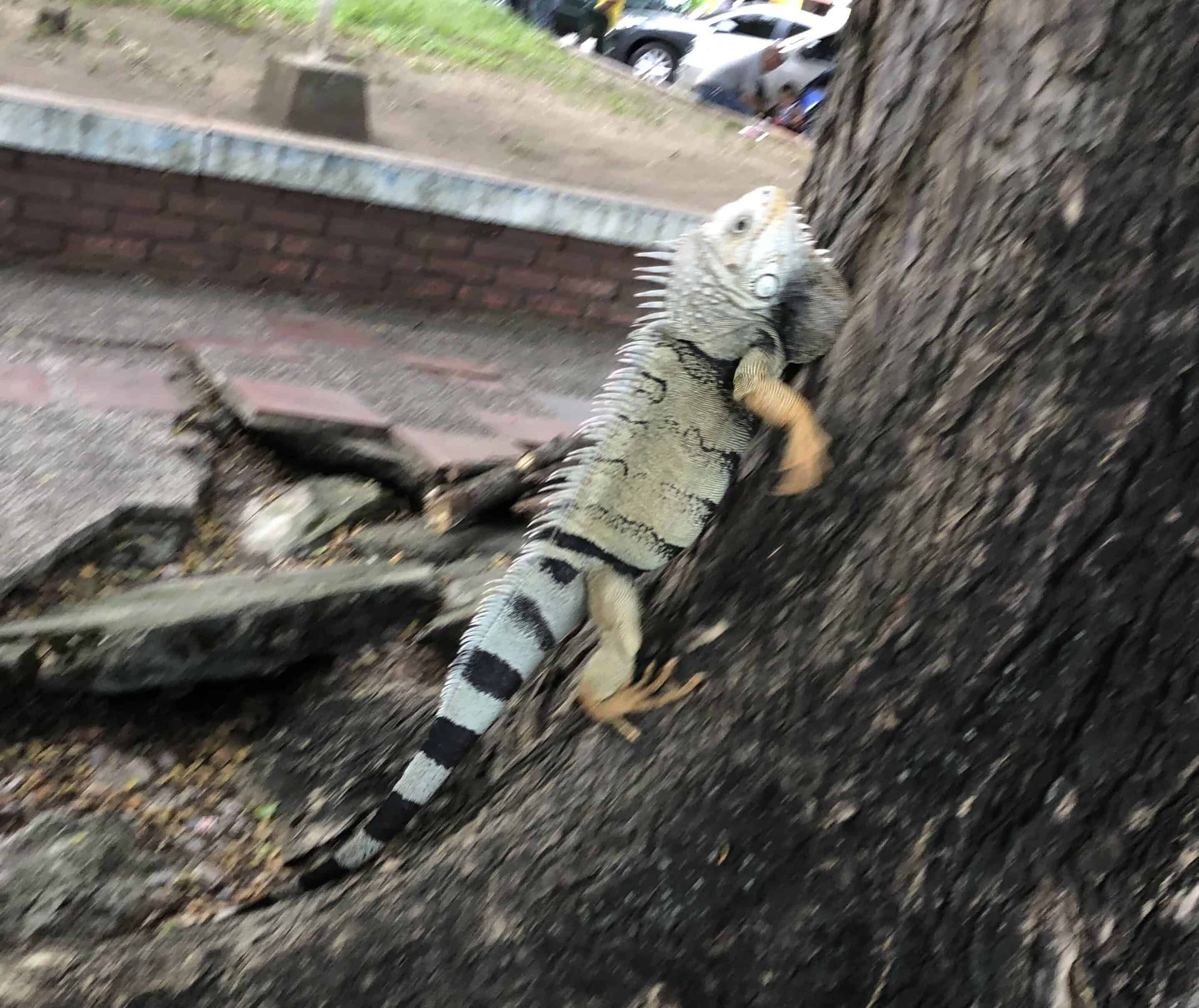 Iguana in La Dorada, Caldas, Colombia