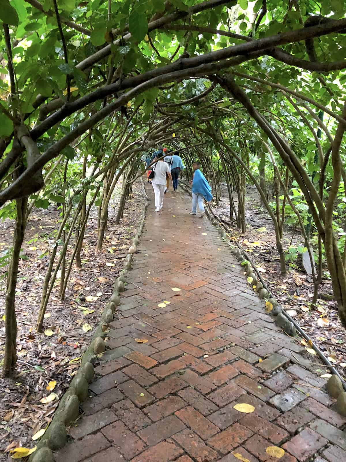 Tree tunnel at El Gallineral Nature Park