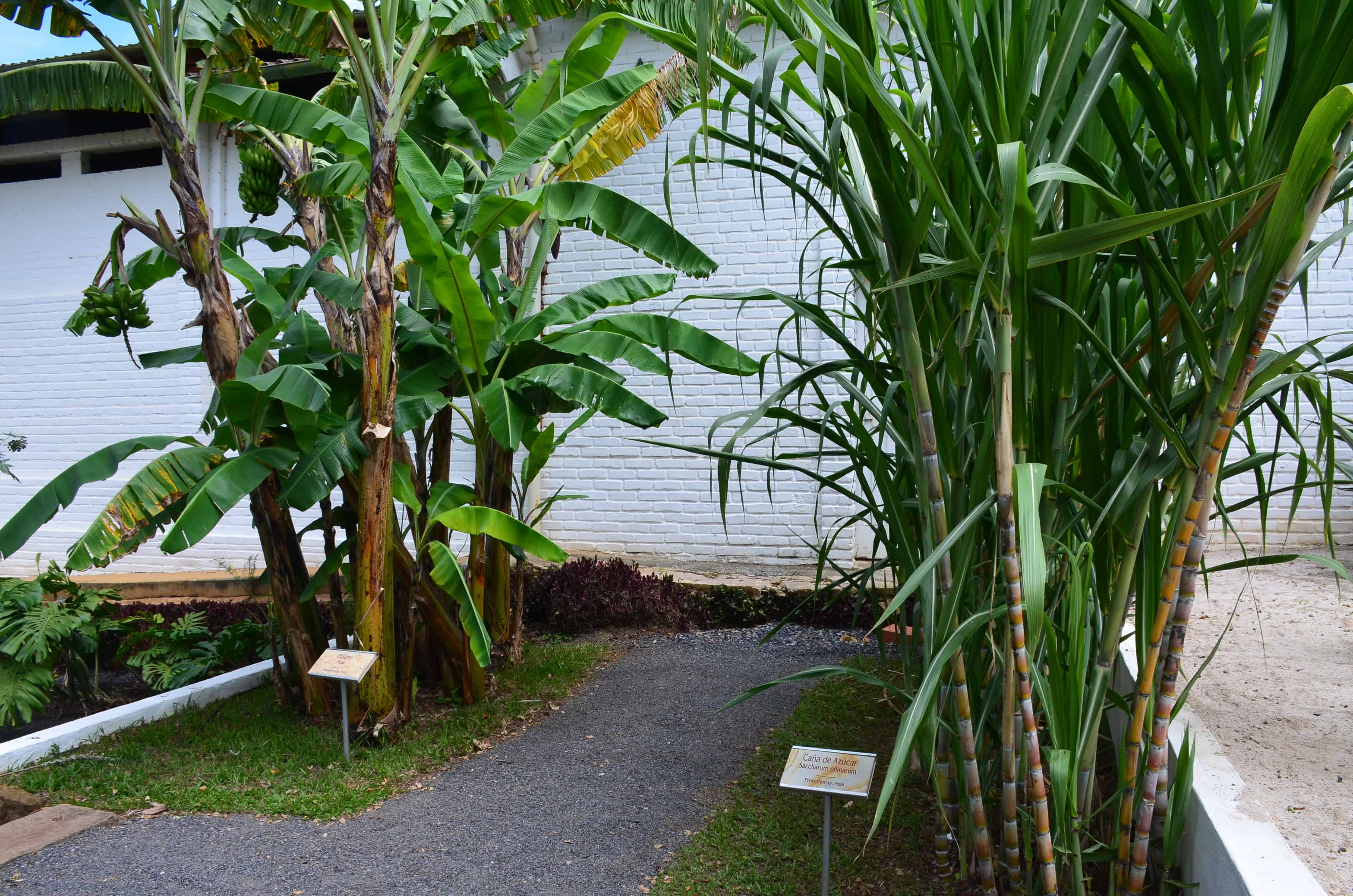 Plantain (left) and sugarcane (right) at the Barichara Paper Workshop in Barichara, Santander, Colombia