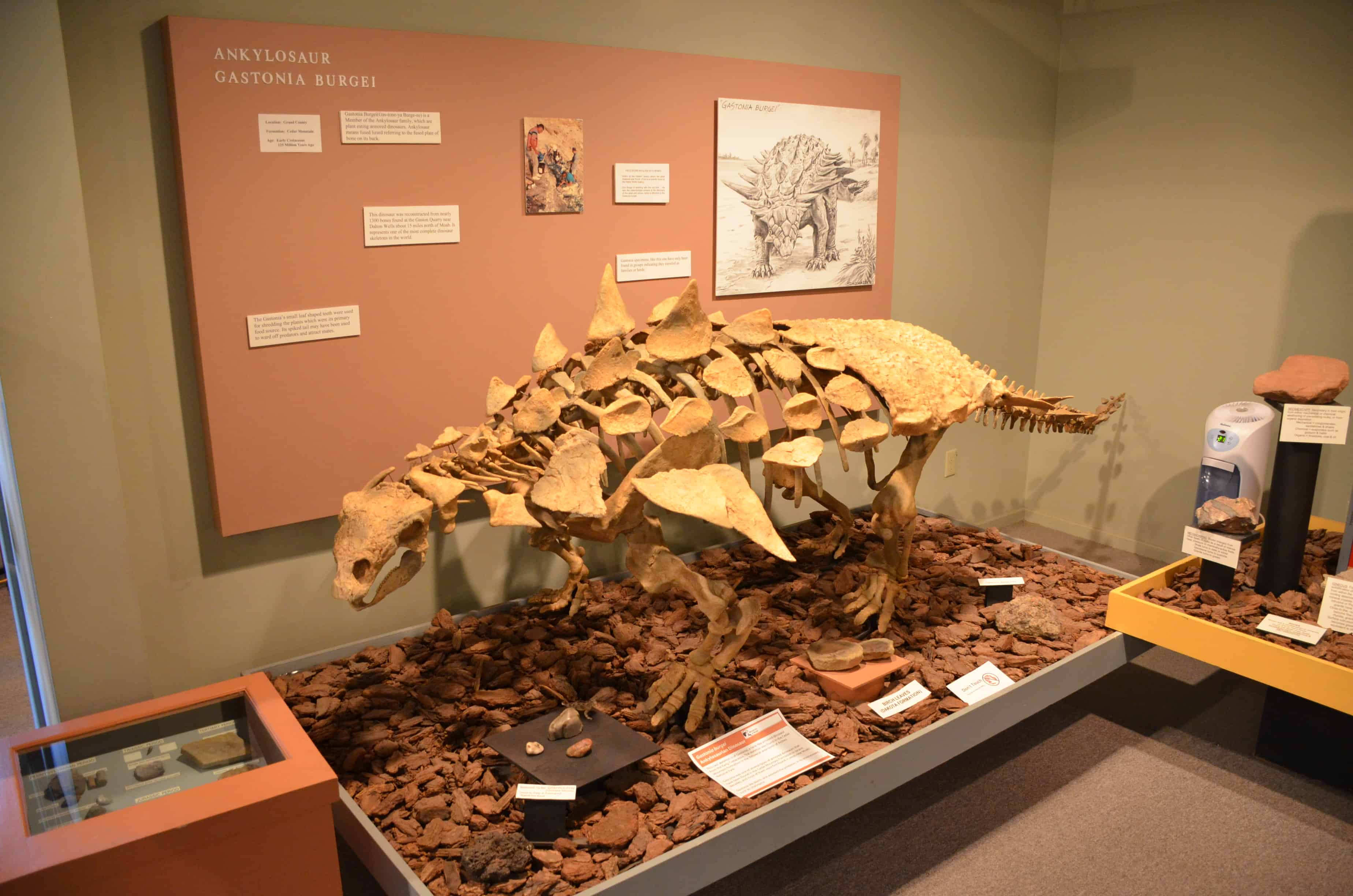 Ankylosaurus skeleton at the Moab Museum in Moab, Utah