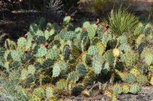 Cacti on the Pothole Point Trail at Canyonlands National Park in Utah