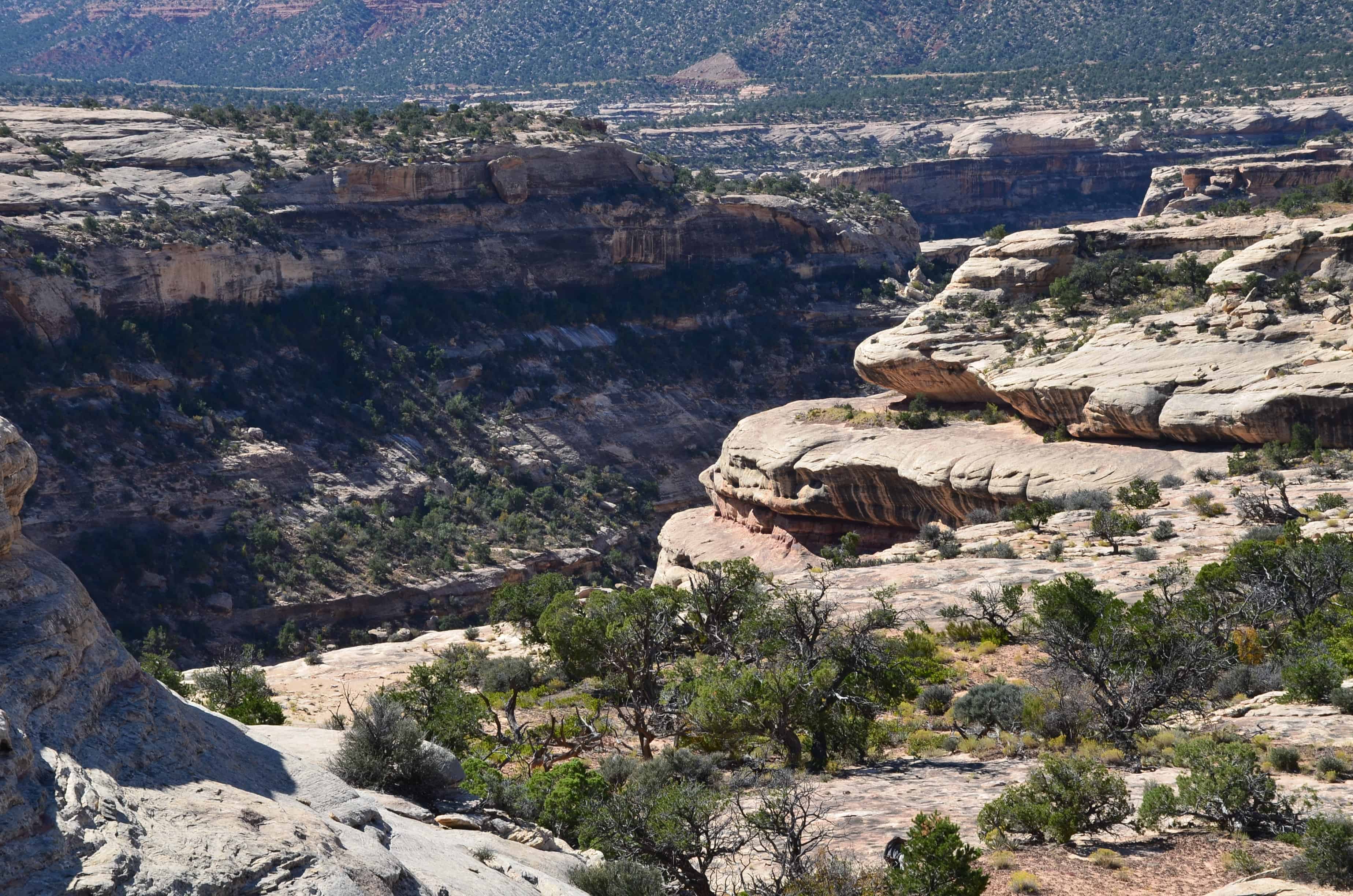 View from the Horse Collar Ruin Overlook at Natural Bridges National Monument in Utah