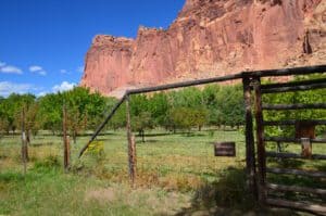 Johnson Orchard at Capitol Reef National Park in Utah