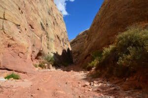 As the trail starts to narrow on the Capitol Gorge Trail at Capitol Reef National Park in Utah
