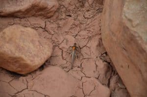 A wasp attacking a locust on the Capitol Gorge Trail at Capitol Reef National Park in Utah