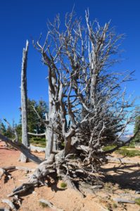 Bristlecone Loop Trail at Bryce Canyon National Park in Utah